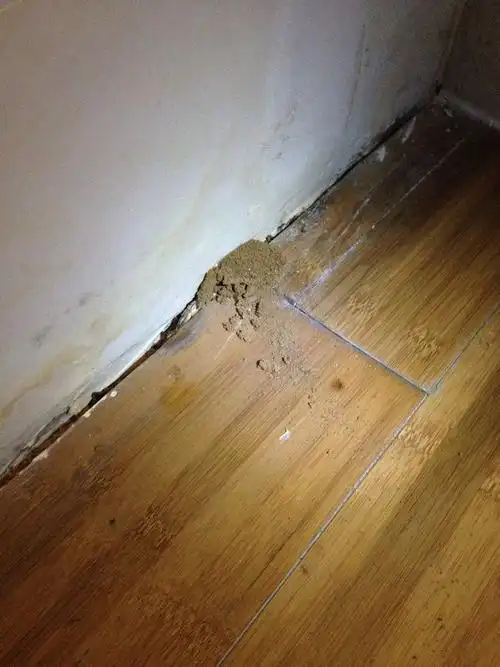 家里厨房旁边,竹地板上长了黄色的虫,不知道是啥?有人知道呢?