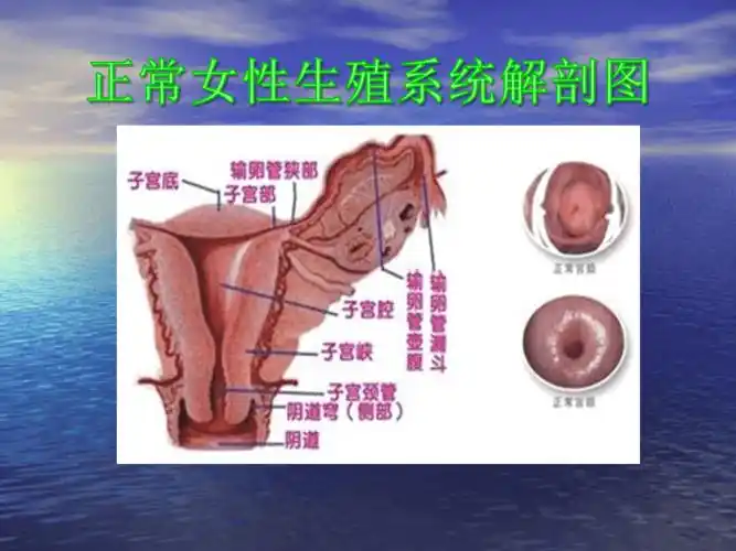 宫颈疾病的预防与诊治