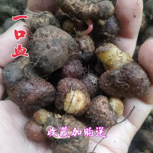 一口血500g包邮 贵州省高海拔野生地产一滴血 中草药材苗药一点血
