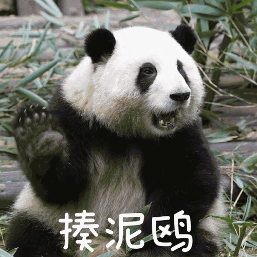 熊猫为什么都喜欢抱大腿##四川拍到野生大熊猫结伴出行##胖嘟嘟表情