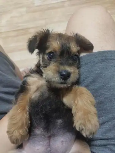 已送出求送养坐标南京天润城雪纳瑞串串