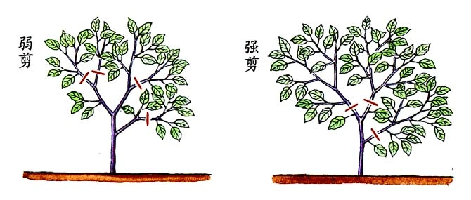 怎样为茄子剪枝 采收 幼茄鲜美多汁.第一批茄子当趁嫩采收.