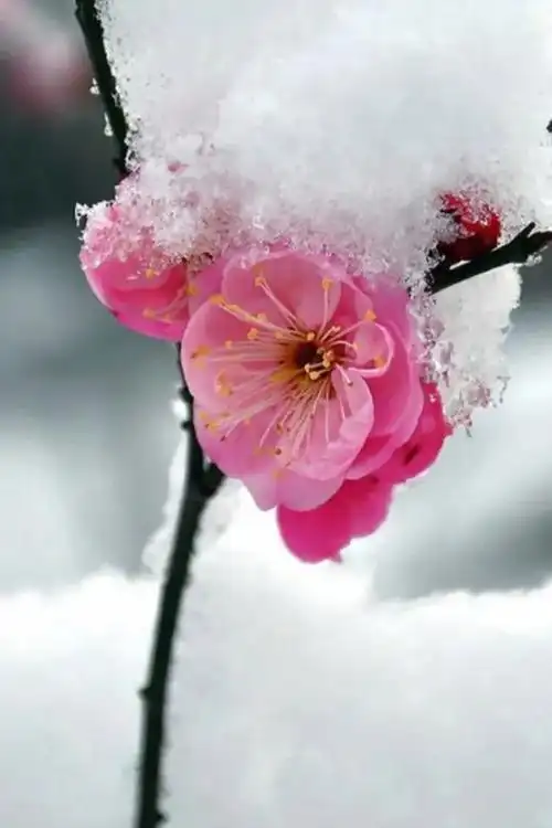 高清雪唯美寒梅冬天唯美图片……顽强熬雪熬雪傲雪的梅花教程千年冬天