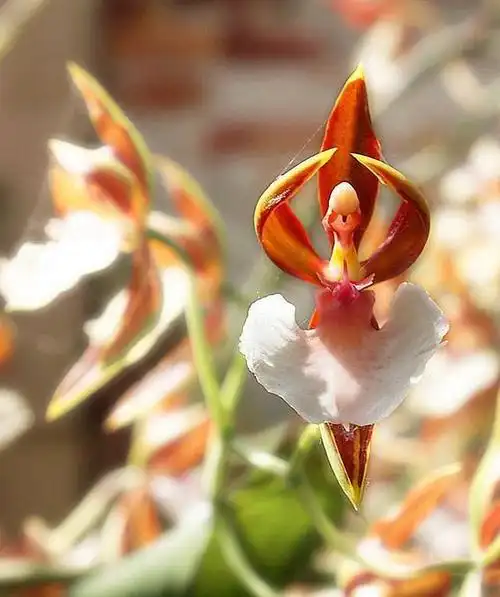 世界十大稀有花卉,惊艳神秘濒临灭绝,认识3种的都是牛人