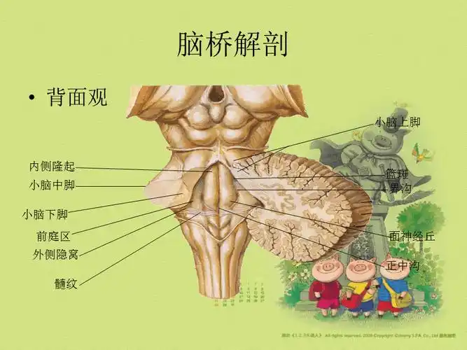 脑桥解剖平ppt