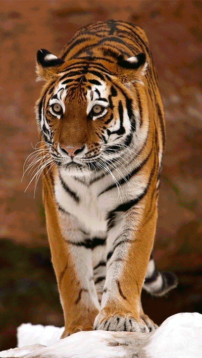 测一测你是哪一种动物老虎长颈鹿兔子