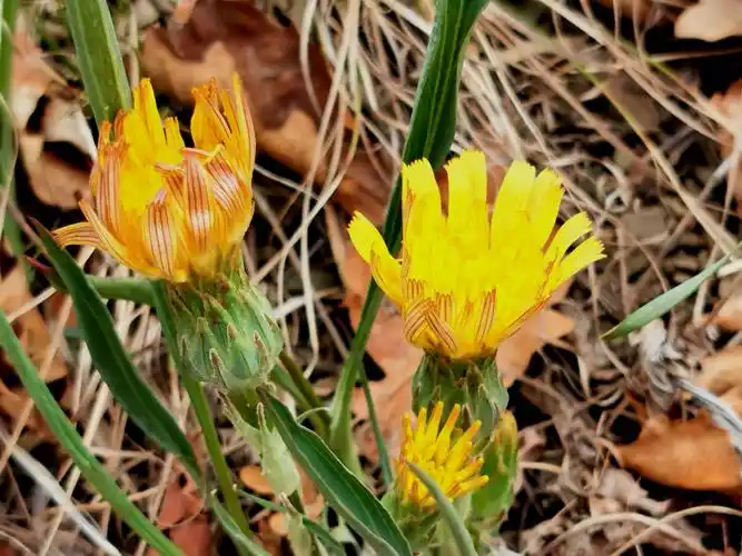 山花(鸦葱)盛开