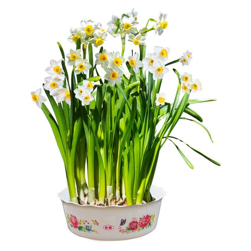 2019冬荷兰洋水仙花种球套装盆栽大球室内外四季水培花卉水养植物_双