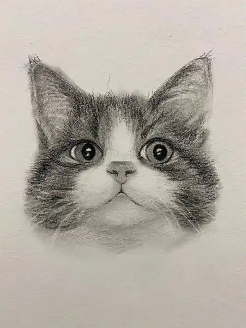 教程| 教你用素描画一只可爱猫咪头像!_毛发_版权_面的