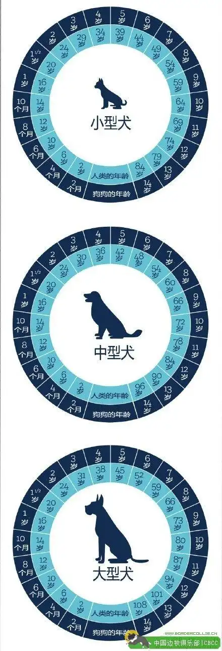 狗狗年龄与人类年龄对照表快来看看你家边牧多少岁了吧