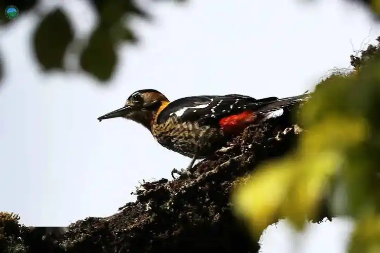 无量山丨鸟类73_啄木鸟_白色_黑色