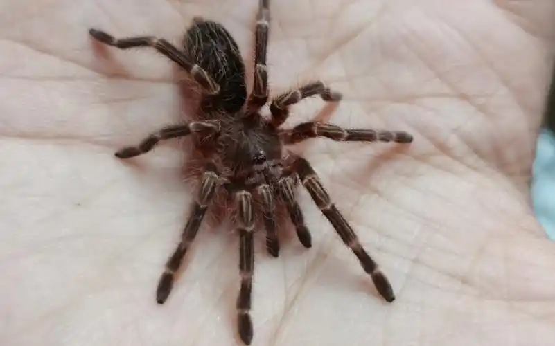 开箱蜘蛛67厘米母金直间