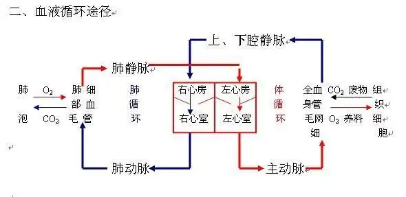 血液循环系统简笔画简笔画 初中生物 题目详情  下图是人体血液循环