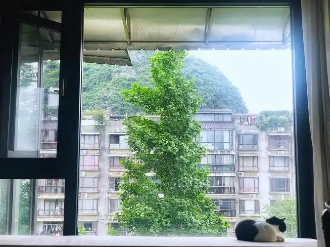窗外的树和窗内的猫