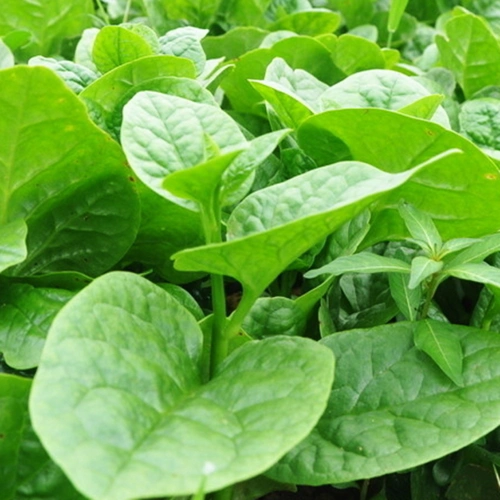 大叶木耳菜耐高温高湿春夏四季