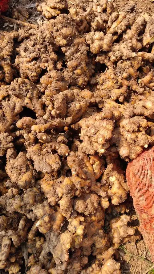 供应生姜,贵州大量窖姜出售20吨