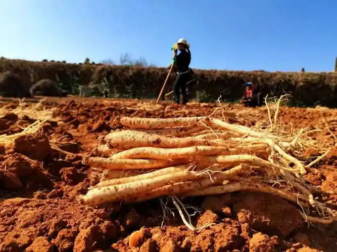 今年以来,海拉镇大力调整产业结构,逐步扩大党参种植面积,分别在海昌