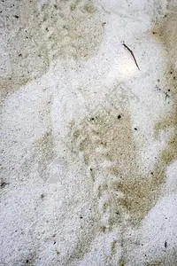 热带海滩小乌龟的脚印图片素材