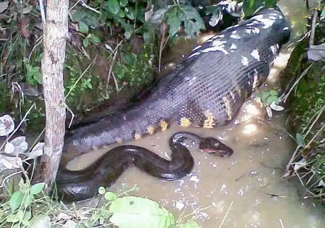 泰坦巨蟒世界最大巨型蟒蛇毛骨悚然的恐怖蛇王