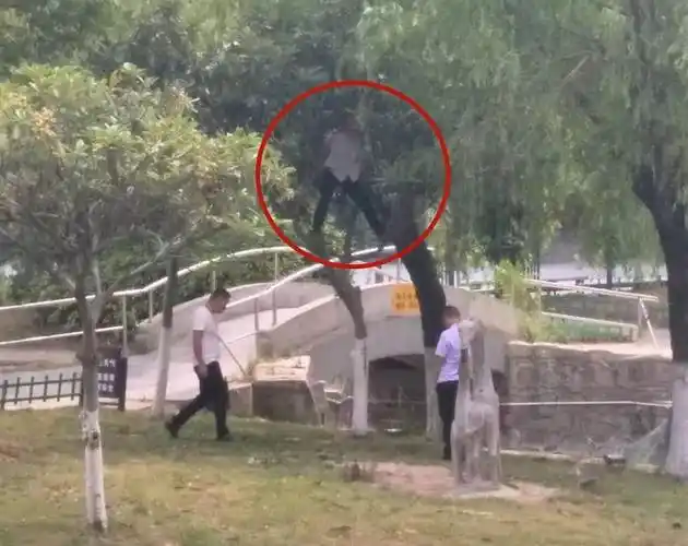 枇杷树上竟然"长"了人……有人在青颍公园拍下这一幕