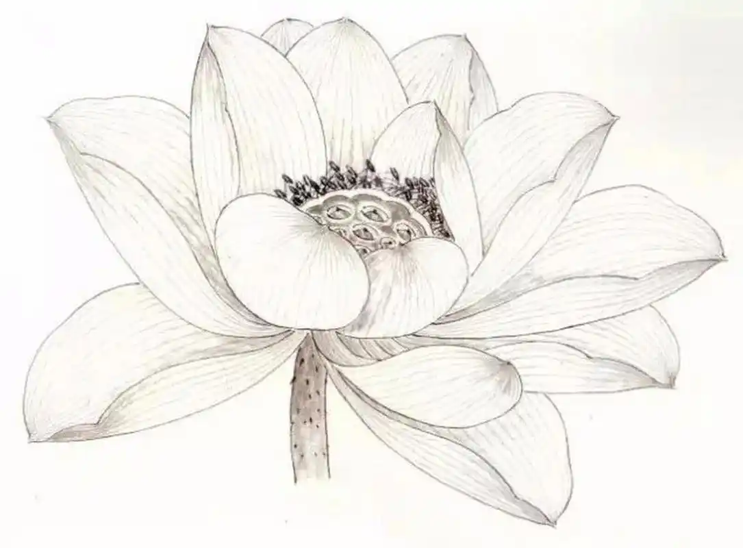 工笔画步骤分享(荷花花冠画法六) 水墨皴染法画荷花 1,用狼毫勾线笔蘸