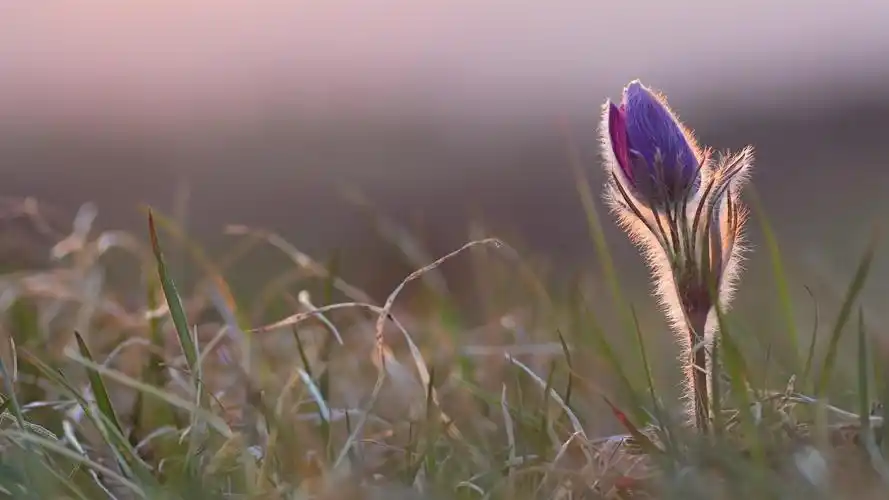 电脑壁纸 花卉 植物 微距下小清新唯美花朵特写