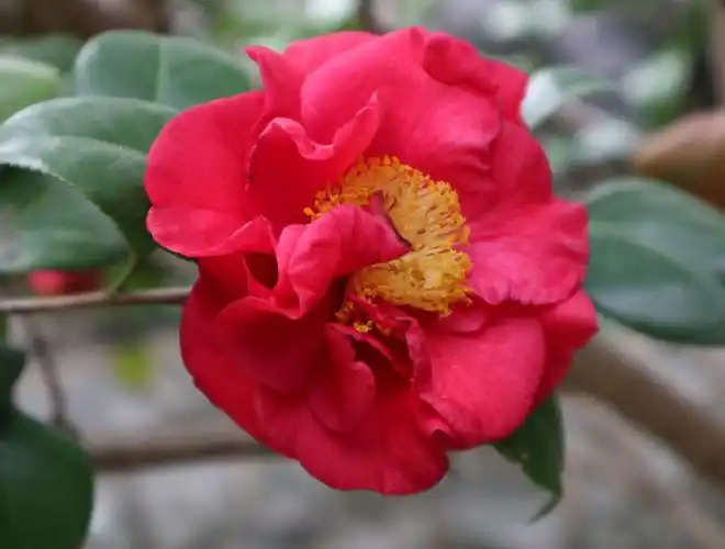 新年靓花之红茶花