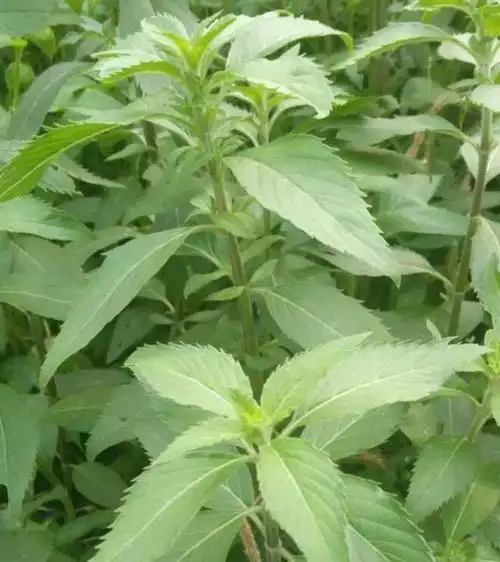 它味道清凉,沁人心脾,人称"野薄荷",有农民靠它当上了大老板