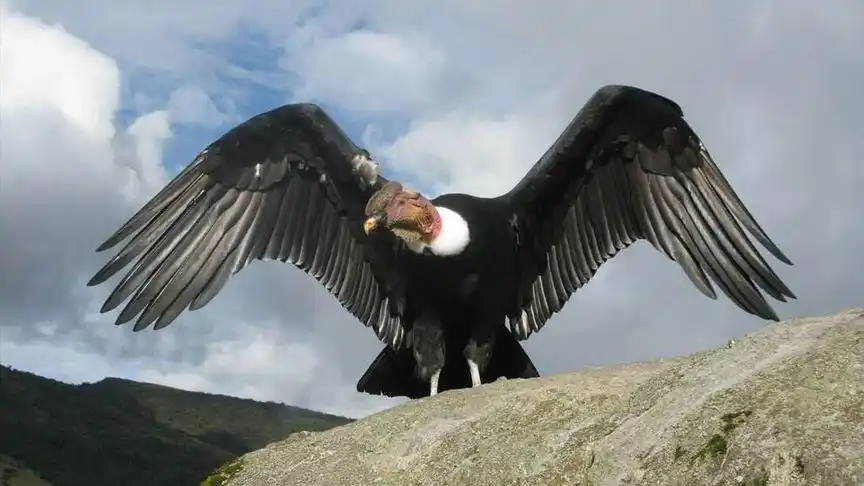 世界上最大的飞禽是安第斯神鹫,体长1米至1.3米,翼展可超过3米