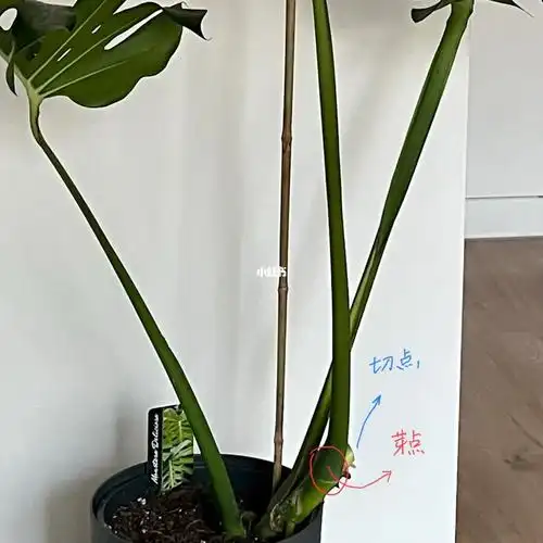 龟背竹手残扦插