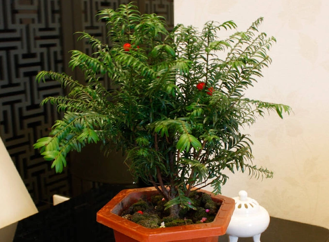 红豆杉盆景好不好养该知道的养护要点都在这了