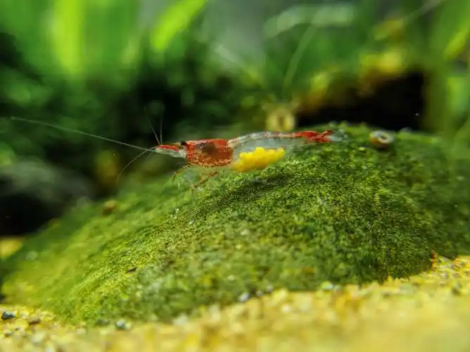 最近鱼缸里三种虾都有卵了