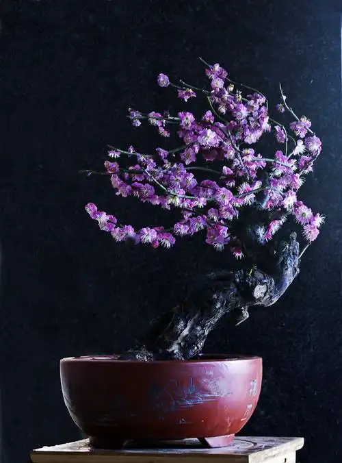 北京植物园盆景园的梅花展开幕了.