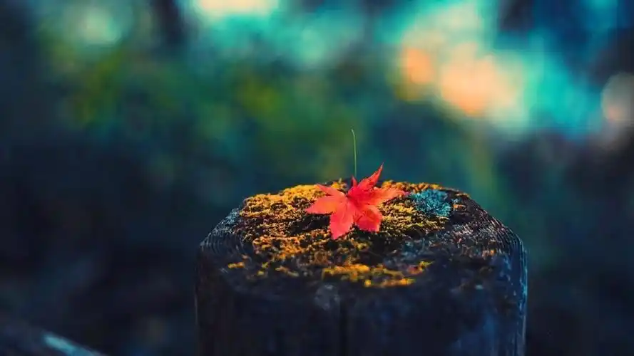 秋天火红色枫叶壁纸_秋天最美风景枫叶