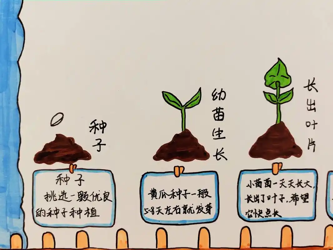 黄瓜成长记 #自制绘本 #儿童简笔画 #童心童画 #手绘思维 - 抖音