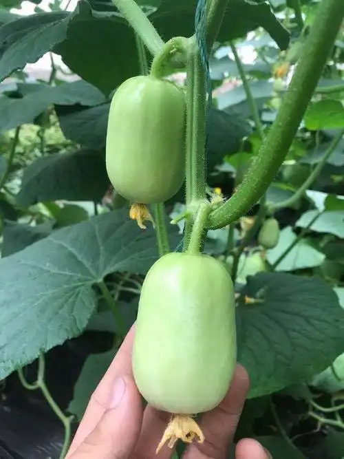 金童玉女瓜小黄瓜水果新鲜嫩指拇孕妇清甜营养玉女黄瓜1斤试吃装不