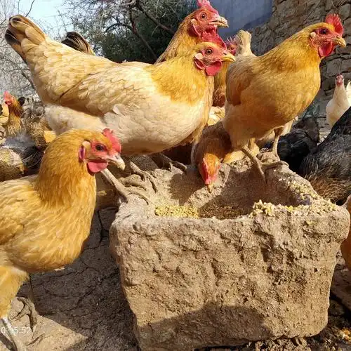 【包邮】3年老母鸡果园纯粮食喂养走地鸡 土鸡月子鸡 笨鸡