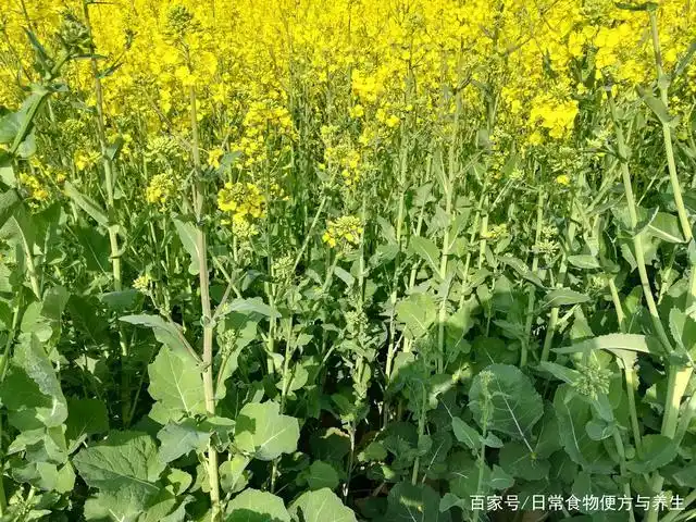 春天欣赏油菜花,药食同源更风光