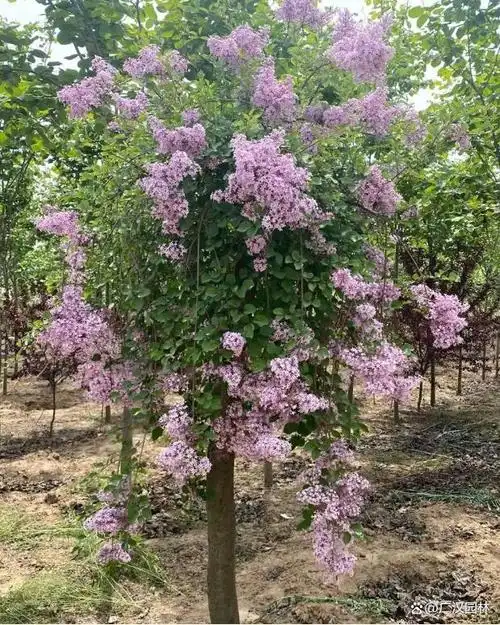 垂枝丁香树形态特征