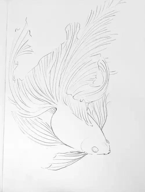 网上搜集的金鱼白描线稿资料,希望对您有帮助,后面小尖会收集大量类似