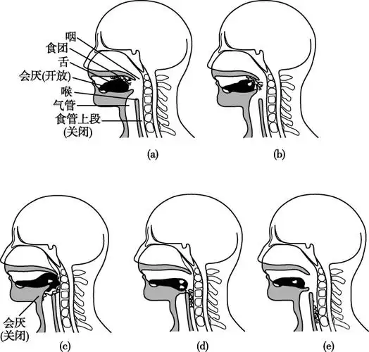 知识拓展咀嚼与吞咽