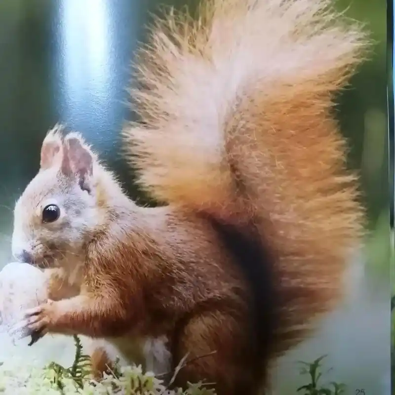 可爱的小松鼠,大自然的小精灵.树上的坚果是它的最爱,秋天果实 - 抖音