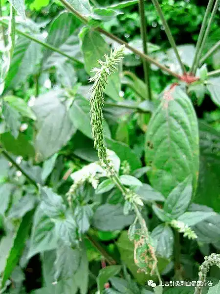 每天学一味中草药——倒扣草(彩图)_好处_功效_作用