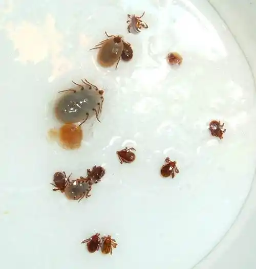 狗身上的寄生虫!附图