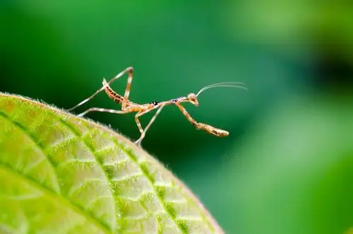 祈福(螳螂若虫)