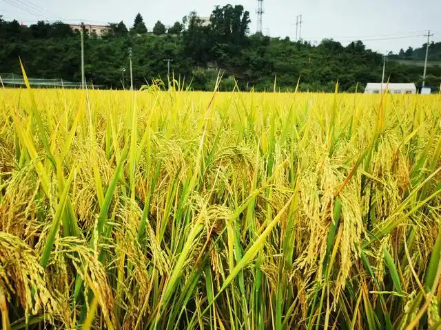 丰收季节# 春种一粒粟,秋收万颗子.