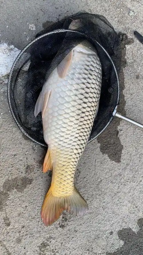 夏天钓大鲤鱼全攻略,找藏身处爆护不难,附自制饵料配方