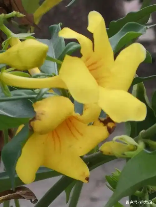 黄蝉花艳枝头放,素雅娇柔吐淡香