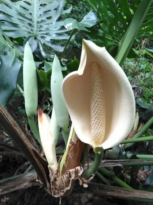 这个龟背竹花开的是不是很有特色?