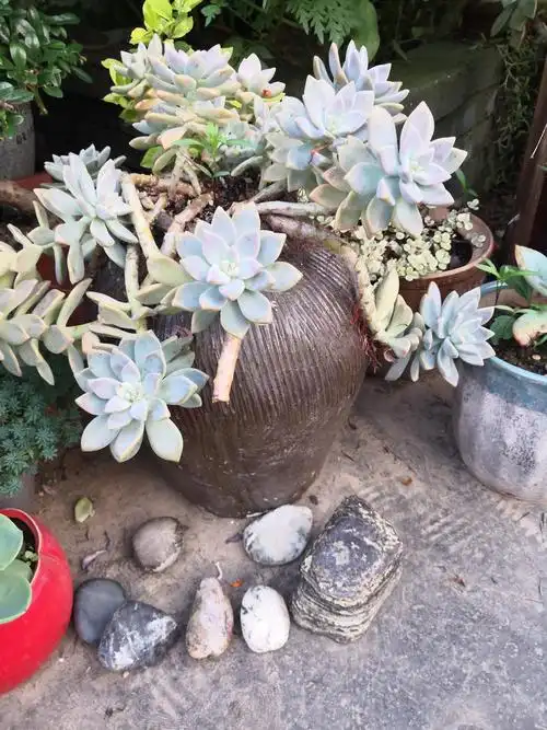 老家腌咸菜的坛子都拿来栽花了.